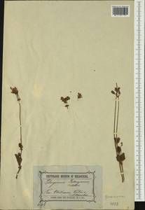 Pelargonium rodneyanum Lindl., Австралия и Океания (AUSTR) (Австралия)
