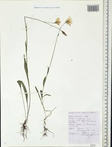 Колокольчик алтайский Ledeb., Восточная Европа, Центральный лесостепной район (E6) (Россия)