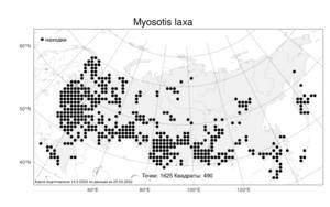 Myosotis laxa, Незабудка рыхлая (Sam.) Hyl. ex Nordh., Атлас флоры России (FLORUS) (Россия)