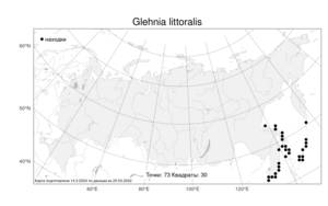 Glehnia littoralis, Гления прибрежная (A. Gray) F. Schmidt ex Miq., Атлас флоры России (FLORUS) (Россия)