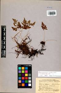 Голокучник иезский (Koidz.) Koidz., Сибирь, Прибайкалье и Забайкалье (S4) (Россия)