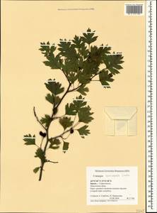 Crataegus praemonticola Holub, Крым (KRYM) (Россия)