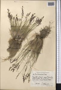 Мятлик сизый, Средняя Азия и Казахстан, Памир и Памиро-Алай (M2) (Таджикистан)