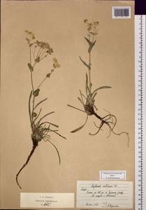 Володушка многожилковая DC., Сибирь, Алтай и Саяны (S2) (Россия)