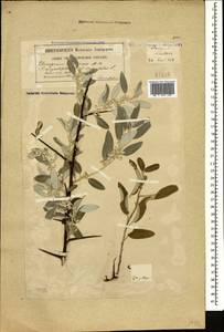 Лох узколистный, Лох обыкновенный L., Кавказ, Грузия (K4) (Грузия)