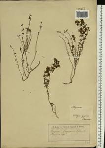 Чабрец, Крым (KRYM) (Россия)