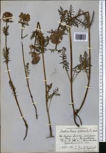Pedicularis anthemifolia subsp. elatior (Regel) Tsoong, Средняя Азия и Казахстан, Северный и Центральный Тянь-Шань (M4) (Киргизия)