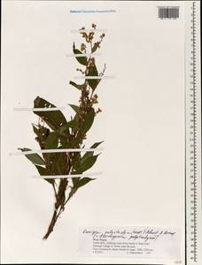 Koenigia polystachya (Wall. ex Meisn.) T. M. Schust. & Reveal, Зарубежная Азия (ASIA) (Непал)