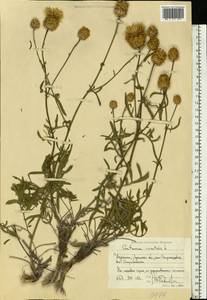 Василек восточный L., Восточная Европа, Северо-Украинский район (E11) (Украина)