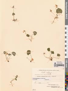 Viola epipsila subsp. repens (Turcz.) W.Becker, Сибирь, Чукотка и Камчатка (S7) (Россия)