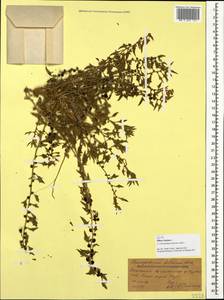 Blitum virgatum subsp. virgatum, Кавказ, Дагестан (K2) (Россия)