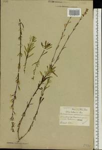 Смолевка татарская (L.) Pers., Восточная Европа, Белоруссия (E3a) (Белоруссия)