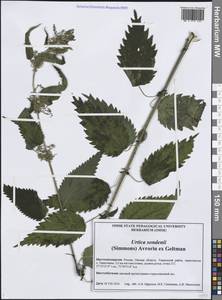 Urtica dioica subsp. sondenii (Simmons) Hyl., Сибирь, Западная Сибирь (S1) (Россия)