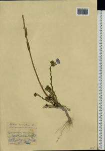 Лен жестковолосистый L., Восточная Европа, Центральный лесостепной район (E6) (Россия)