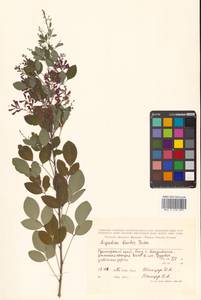 Леспедеца двуцветная Turcz., Сибирь, Дальний Восток (S6) (Россия)