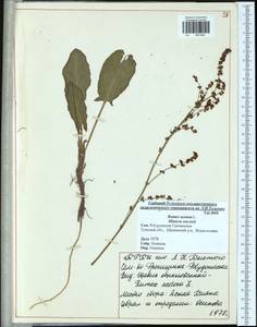 Щавель кислый L., Восточная Европа, Центральный район (E4) (Россия)