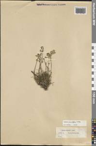 Смолевка хамарская Turcz., Сибирь, Западная Сибирь (S1) (Россия)