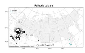 Pulicaria vulgaris, Блошница обыкновенная Gaertn., Атлас флоры России (FLORUS) (Россия)