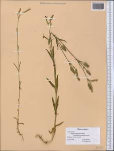Silene conica subsp. conica, Средняя Азия и Казахстан, Копетдаг, Бадхыз, Малый и Большой Балхан (M1) (Туркмения)