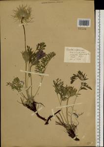 Прострел Турчанинова Krylov & Serg., Сибирь, Центральная Сибирь (S3) (Россия)