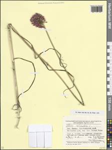 Лук круглый L., Кавказ, Краснодарский край и Адыгея (K1a) (Россия)