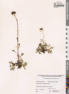 Chrysanthemum zawadzkii subsp. peleiolepis (Trautv.) Zuev, Сибирь, Чукотка и Камчатка (S7) (Россия)