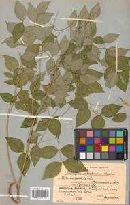 Горошек кругловатый (Maxim.) Czefr., Сибирь, Дальний Восток (S6) (Россия)