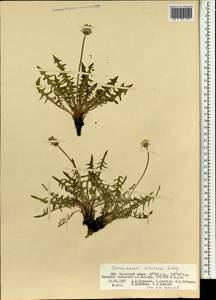 Одуванчик китайский Kitag., Монголия (MONG) (Монголия)