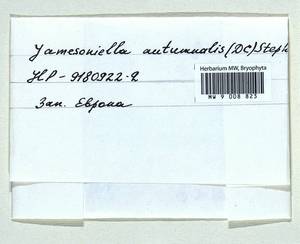 Syzygiella autumnalis (DC.) K. Feldberg, Váňa, Hentschel & Heinrichs, Гербарий мохообразных, Мхи - Западная Европа (BEu) (Неизвестно)