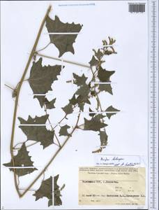 Atriplex belangeri (Moq.) Moq., Средняя Азия и Казахстан, Памир и Памиро-Алай (M2) (Таджикистан)