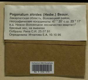 Pogonatum aloides (Hedw.) P. Beauv., Гербарий мохообразных, Мхи - Украина и Молдавия (B3) (Украина)