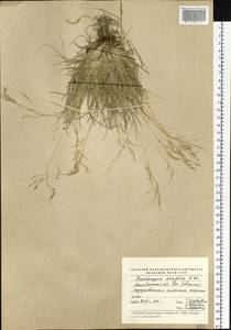 Deschampsia cespitosa subsp. septentrionalis Chiapella, Сибирь, Чукотка и Камчатка (S7) (Россия)