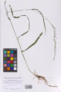 Lolium giganteum (L.) Darbysh., Восточная Европа, Московская область и Москва (E4a) (Россия)