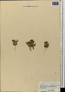 Androsace maxima subsp. caucasica (Kusn.) Fed., Кавказ, Армения (K5) (Армения)