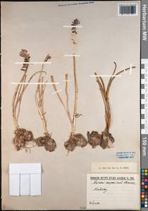 Muscari caucasicum (Griseb.) Baker, Кавказ (без точных местонахождений) (K0) (Неизвестно)