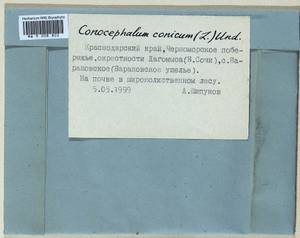 Conocephalum conicum (L.) Dumort., Гербарий мохообразных, Мхи - Северный Кавказ и Предкавказье (B12) (Россия)