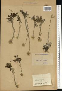 Кошачья лапка двудомная (L.) Gaertn., Восточная Европа, Северо-Украинский район (E11) (Украина)