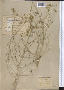 Haplophyllum affine (Aitch. & Hemsl.) Korov, Средняя Азия и Казахстан, Сырдарьинские пустыни и Кызылкумы (M7) (Узбекистан)