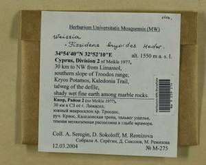 Fissidens bryoides Hedw., Гербарий мохообразных, Мхи - Азия (вне границ бывшего СССР) (BAs) (Кипр)