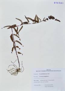 Вероника длиннолистная L., Сибирь, Дальний Восток (S6) (Россия)