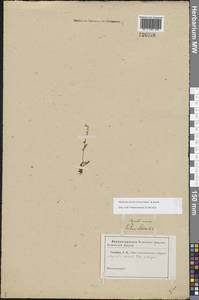 Незабудка прямостоячая Link ex Roem. & Schult., Восточная Европа, Средневолжский район (E8) (Россия)