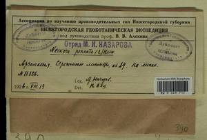 Neckera pennata Hedw., Гербарий мохообразных, Мхи - Центральное Нечерноземье (B6) (Россия)
