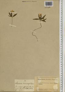 Anemone jenisseensis (Korsh.) Krylov & Steinb., Сибирь, Алтай и Саяны (S2) (Россия)