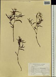 Спорыш, Сибирь, Центральная Сибирь (S3) (Россия)