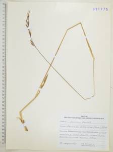 Helictochloa dahurica (Kom.) Romero Zarco, Сибирь, Дальний Восток (S6) (Россия)