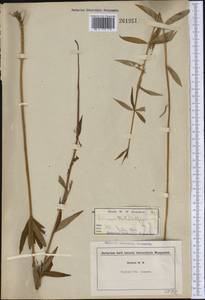 Lilium philadelphicum L., Америка (AMER) (США)