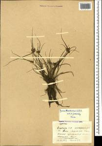 Cyperus flavescens L., Кавказ, Азербайджан (K6) (Азербайджан)