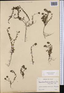 Thymus praecox subsp. polytrichus (A.Kern. ex Borbás) Jalas, Западная Европа (EUR) (Франция)