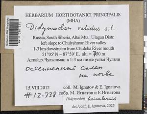 Didymodon baicalensis Ignatova & Ignatov, Гербарий мохообразных, Мхи - Западная Сибирь (включая Алтай) (B15) (Россия)
