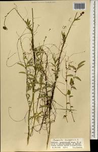 Повилика европейская L., Монголия (MONG) (Монголия)